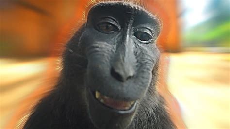 Monkey With Rizz, meme monkeys - thirstymag.com.